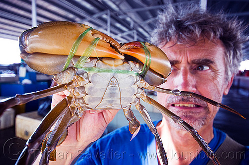 mud crab have big claws, borneo, claws, fish market, food, malaysia, man, mangrove crab, mud crab, portunidae, scylla crab, seafood, self portrait, selfie, swimmer crab