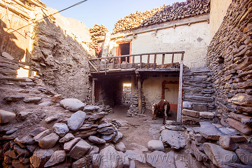 mud house - kagbeni village - annapurnas (nepal), annapurnas, cow, house, kagbeni, kali gandaki valley, village