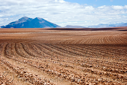 multiple dirt tracks in the high desert (bolivia), altiplano, bolivia, dirt roads, environment, pampa, ruts, unpaved