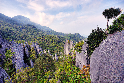 mulu pinnacles (borneo), borneo, erosion, geology, gunung mulu national park, jungle, landscape, limestone, malaysia, pinnacles, rain forest, rock