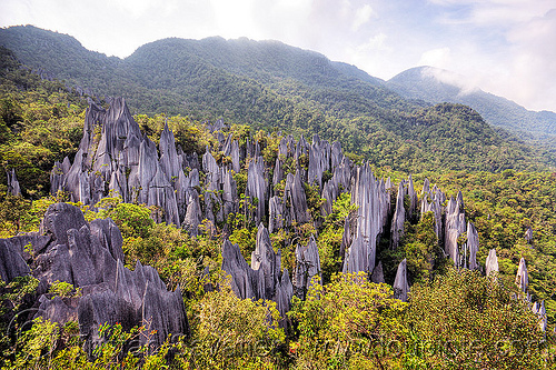 mulu pinnacles (borneo), borneo, erosion, geology, gunung mulu national park, jungle, limestone, malaysia, pinnacles, rain forest, rock
