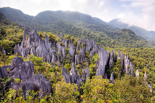 mulu pinnacles (borneo), borneo, erosion, geology, gunung mulu national park, jungle, landscape, limestone, malaysia, pinnacles, rain forest, rock