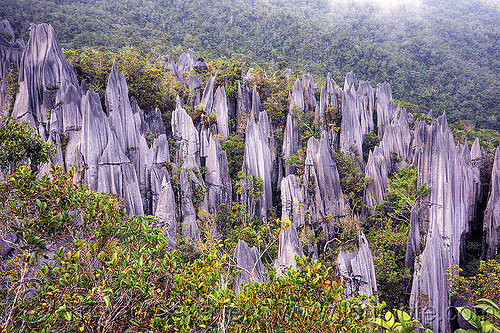 mulu pinnacles (borneo), borneo, erosion, geology, gunung mulu national park, jungle, landscape, limestone, malaysia, pinnacles, rain forest, rock