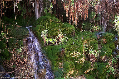 natural springs in a wilderness, moss, springs, stream