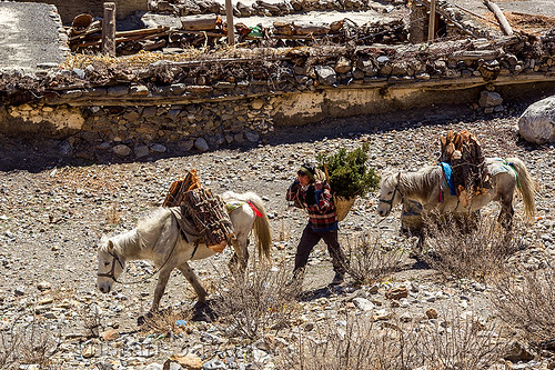 nepali villager with horses carrying wood (nepal), annapurnas, carrying, kali gandaki valley, man, pack animal, pack horses, ponies, wood, working horses