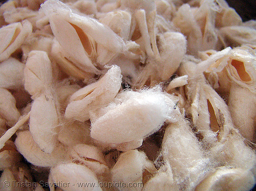 "nhộng tằm" worm cocoons - vietnam, chrysalis, cocoons, edible insects, entomophagy, food, larva, larvae, moths, nhong tam, nhộng tằm, saturniidae, silk worms, yellow