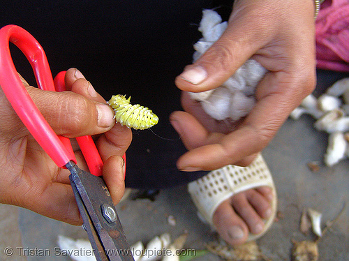 "nhộng tằm" worm extracted from its cocoon - vietnam, chrysalis, cocoons, edible insects, entomophagy, food, larva, larvae, moths, nhong tam, nhộng tằm, pupa, saturniidae, silk worms, yellow