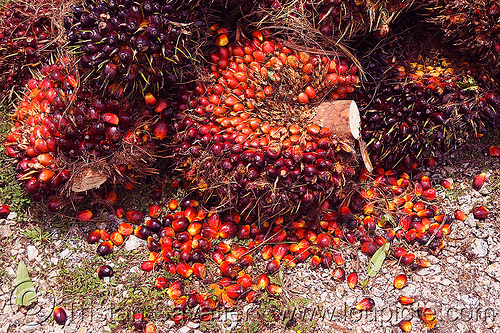 oil palm fruit, african oil palm, agro-industry, borneo, bunches, elaeis guineensis, malaysia, oil palm fruit, tenera