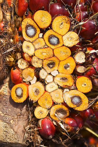 oil palm fruit, african oil palm, agro-industry, borneo, bunches, cut, elaeis guineensis, malaysia, oil palm fruit, palm kernel oil, section, tenera