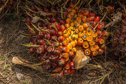 oil palm fruits bunch with section, african oil palm, agro-industry, bunches, elaeis guineensis, oil palm fruit, tenera