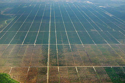 oil palm plantation, aerial photo, agro-industry, borneo, farming, industrial agriculture, malaysia, monoculture, oil palm, plantation