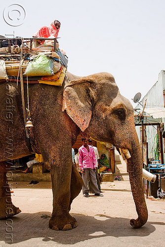 old elephant in the street (india), asian elephant, elephant riding, elephant tusks, mahout, man