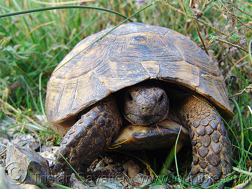 old tortoise (turkey country), tortoise, turtle, wildlife