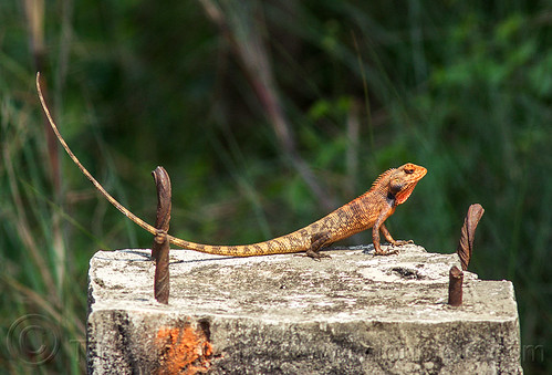 orange lizard with long tail - changeable lizard - eastern garden lizard (india), calotes versicolor, changeable lizard, crested tree lizard, eastern garden lizard, orange color, west bengal, wildlife