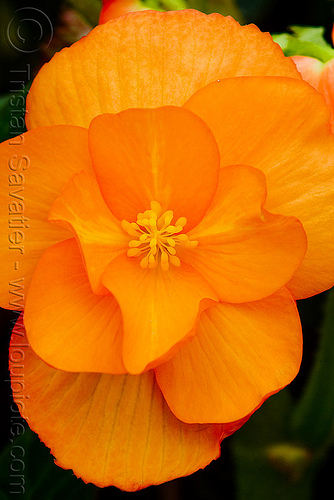 orange tropical flower, orange color, plants, tropical flower, unidentified plant
