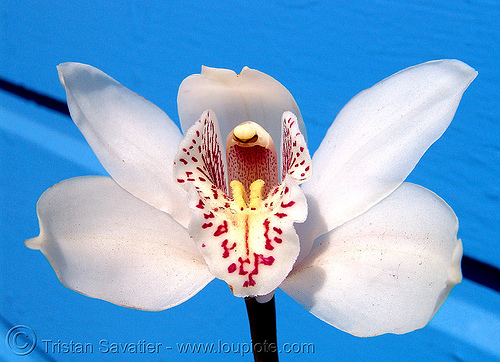 orchid flower - white orchid, blue, flower, orchid, plants, white