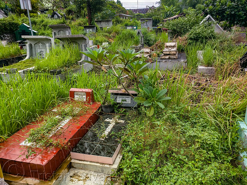 overgrown vegetation between tombs - jogjakarta christian cemetery, christian cross, graves, graveyard, jogjakarta christian cemetery, tombs, tpu utaralaya