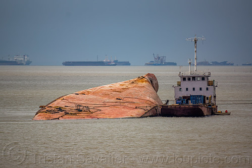 overturned shipwreck - hull of wihan sejahtera ro-ro ferryboat - surabaya (indonesia), boat, cargo ship, ferry, ferryboat, madura strait, merchant ship, shipwreck, surabaya, wihan sejahtera