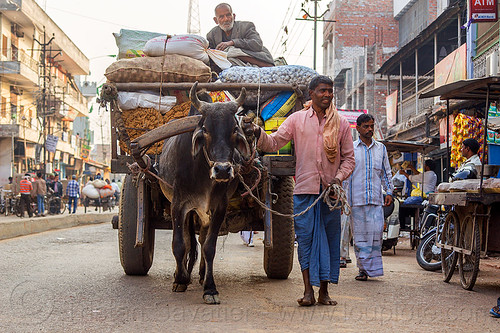 ox cart transporting heavy load (india), bags, cargo, cow, freight, heavy, india, load, men, ox cart, pulling, rope, sacks, sitting, standing, transport, transporting, varanasi