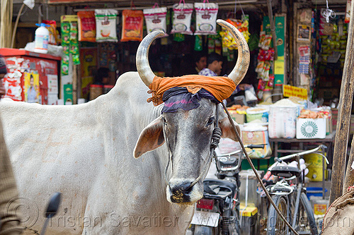 ox in the street, cow, delhi, kankrej cows, nehru bazar, orange cloth, ox, paharganj, rope, shop