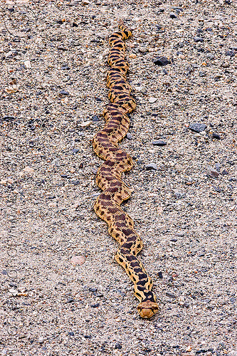 pacific gopher snake, colubrid, death valley, gopher snake, gravel, pituophis catenifer, saline valley, wildlife