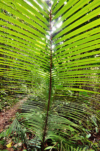 palm leaf in the jungle (borneo), arecaceae, borneo, gunung mulu national park, jungle, leaves, malaysia, palm, palmae, plants, rain forest