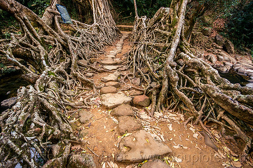 paved trail over living root bridge - mawlynnong (india), banyan, east khasi hills, ficus elastica, footbridge, jingmaham, jungle, living bridges, living root bridge, mawlynnong, meghalaya, rain forest, roots, strangler fig, trail, trees, wahthyllong