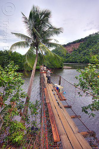 pedestrian bridge over a river (borneo), borneo, cococut palm, coconut tree, fishermen, lumber, malaysia, mangrove, men, pedestrian bridge, rain forest, river, rusty, suspension bridge, wooden