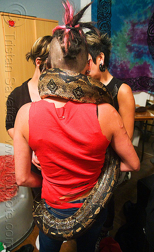 pet boa snake, boa constrictor, elana, melody, pet snake, women