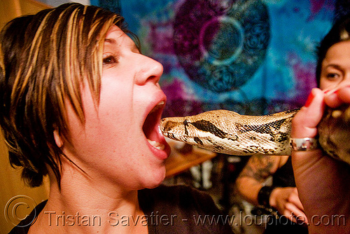 pet boa snake - eating head, boa constrictor, eating, elana, head, mouth, pet snake, woman