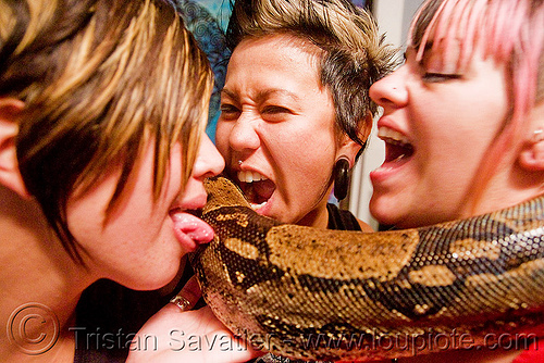 pet boa snake - licking, boa constrictor, elana, melody, pet snake, women