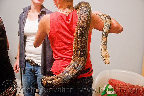 pet boa snake - melody and moa the boa, boa constrictor, melody, pet snake, women