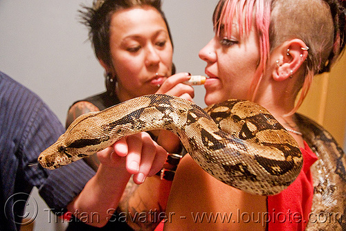 pet boa snake - melody and moa the boa, boa constrictor, head, melody, pet snake, women