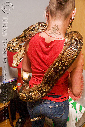 pet boa snake - melody and moa the boa, boa constrictor, melody, pet snake, woman