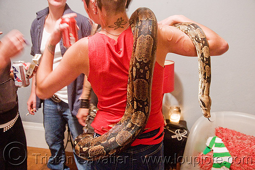 pet boa snake - melody and moa the boa, boa constrictor, melody, pet snake, woman