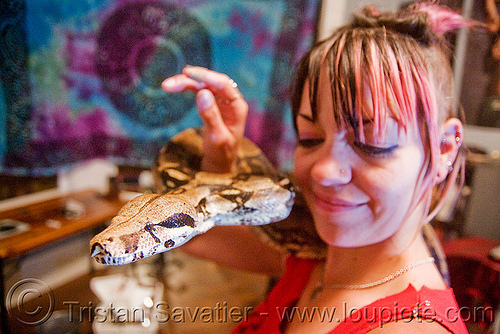 pet boa snake - melody and moa the boa, boa constrictor, head, melody, pet snake, woman