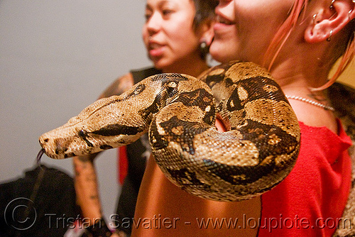 pet boa snake - melody and moa the boa, boa constrictor, head, melody, pet snake, sticking out tongue, sticking tongue out, women