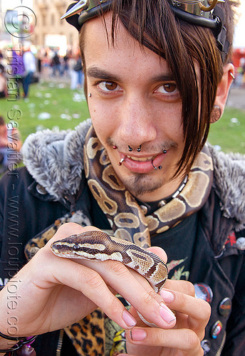 pet python snake, coiled, gay pride festival, hands, kameron, lip piercing, man, nose piercing, pet snake, punk, python, septum piercing, snake bites piercing