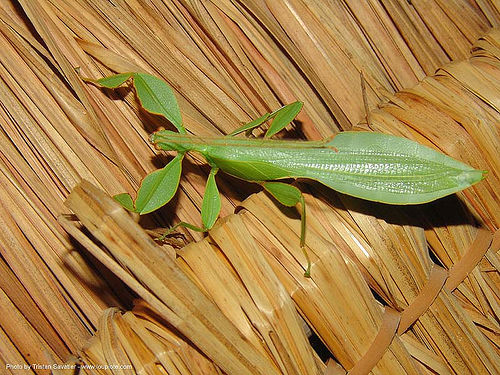 phyllium celebicum - leaf insect - thailand, leaf insect, phylliidae, phyllium celebicum, wildlife