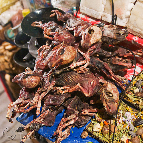 pig fetuses - witch market - la paz (bolivia), bolivia, dead, dried, dry, fetus, la paz, offerings, pigs, porks, shop, street market, witch market