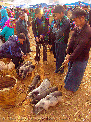piglets at the market - vietnam, hill tribes, indigenous, men, mèo vạc, piglets, pigs