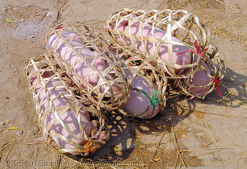 piglets in bamboo cages on the market, bamboo cages, neutering, piglets, pigs, pink