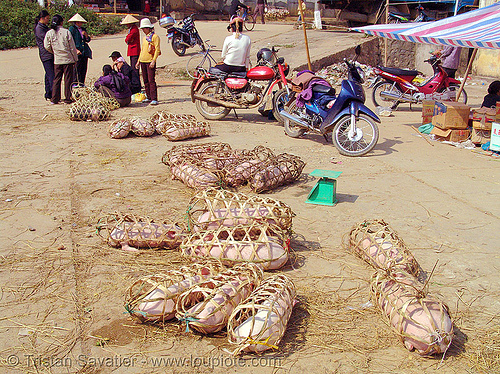 piglets on the market - vietnam, bamboo cages, neutering, piglets, pigs, pink, surgery