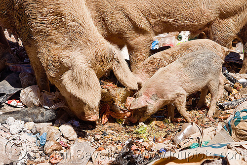 pigs foraging for food in a trash dump, bolivia, eating, foraging, garbage, piglets, pigs, plastic trash, single-use plastics, sucre, trash dump
