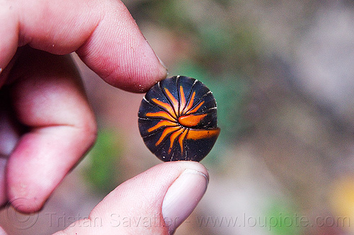 pill millipedes rolled-up (borneo), arthropod, borneo, closeup, coiled, curled, defensive, diplopoda, fingers, giant pill millipedes, gunung mulu national park, hand, island, jungle, malaysia, myriapod, myriapoda, oniscomorpha, orange, plant, rain forest, red, rolled, size comparison, southeast asia, sphaerotheriida, yellow, zephroniidae