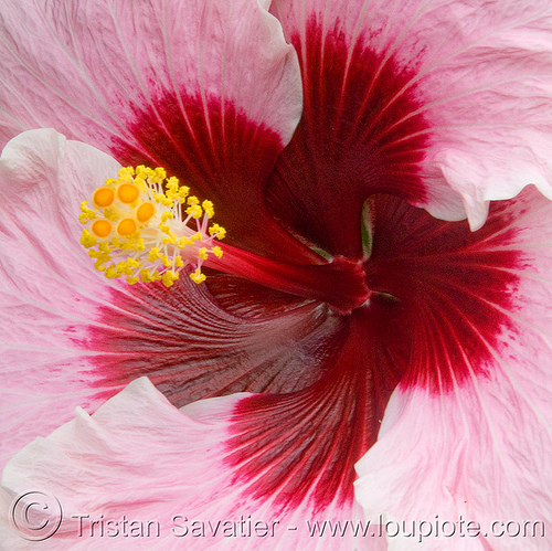 pink hibiscus flower - hibiscus rosa-sinensis, china rose, chinese hibiscus, closeup, hibiscus rosa-sinensis, hibiskus, pink, plants, shoe flower, tropical flower