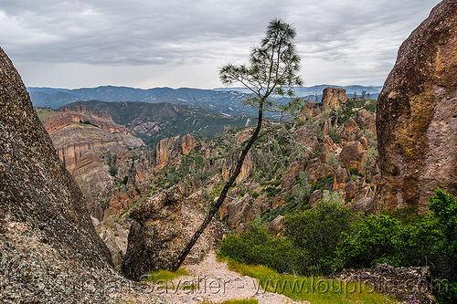 pinnacles national park (california), hiking, landscape, pine tree, pinnacles national park, rock formations