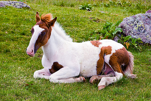 pinto foal laying down, feral horse, foal, grass field, grassland, laying down, pinto coat, pinto horse, resting, white and brown coat, wild horse