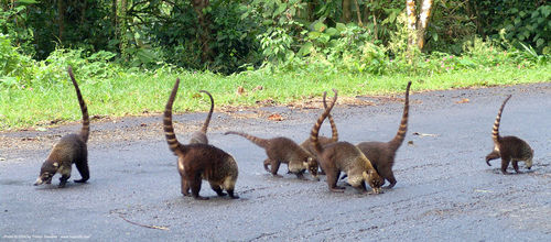 pizotes with tails up, antoon, costa rica, nasua narica, pizotes, procyonidae, procyonids, road, tails, tejón, white-nosed coati, wildlife