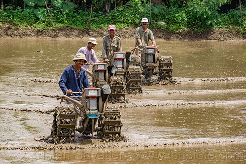 plowing flooded rice paddy field with two wheel tractors, agriculture, farmers, flooded paddies, flooded rice field, flooded rice paddy, men, paddy field, plowing, rice fields, rice nursery, rice paddies, terrace farming, terraced fields, two wheel tractors, yanmar tractors